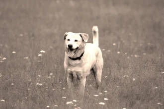 Fototapeta na ścianę pies w trawach z białymi kwiatami FP 2484