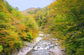 Fototapeta na ścianę płytka rzeka w jesiennym lesie FP 4328