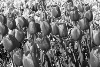 Fototapeta na ścianę pole rosnących tulipanów FP 723