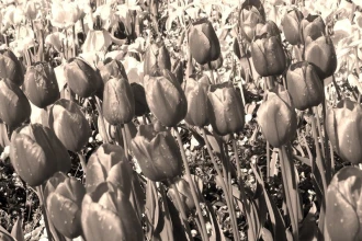 Fototapeta na ścianę pole rosnących tulipanów FP 723