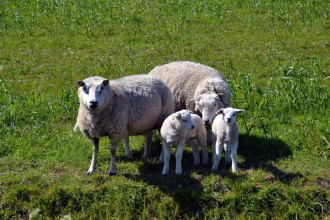 Fototapeta na ścianę rodzina owiec FP 2576