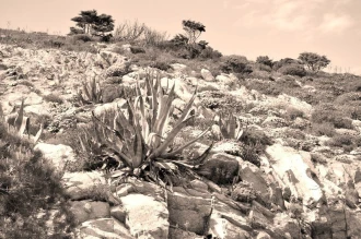 Fototapeta na ścianę rośliny Korsyki FP 1812