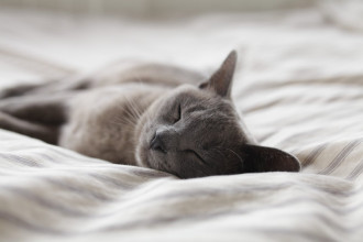 Fototapeta na ścianę rozkoszny śpiący kot FP 3144