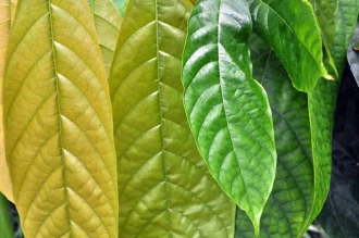 Fototapeta na ścianę różne kolory zieleni liście FP 574