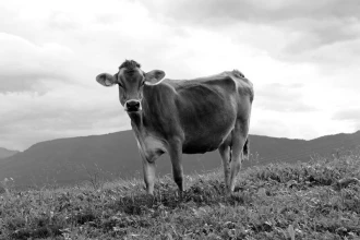 Fototapeta na ścianę samotna krowa na pastwisku FP 2874