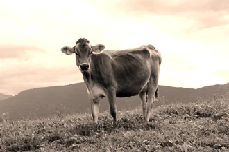 Fototapeta na ścianę samotna krowa na pastwisku FP 2874
