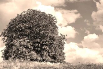 Fototapeta na ścianę samotne drzewo FP 2012