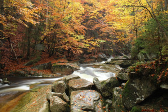 Fototapeta na ścianę strumień w jesiennym lesie FP 4839