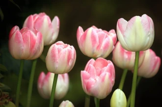 Fototapeta na ścianę subtelny róż tulipanów FP 306