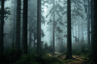 Fototapeta na ścianę tajemniczy las okryty mgłą FP 1409