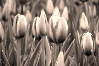 Fototapeta na ścianę tulipany z uprawy FP 497