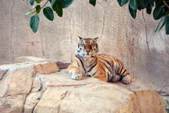 Fototapeta na ścianę tygrys leżący na skale FP 2565