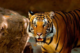 Fototapeta na ścianę tygrys pokazujacy zęby FP 2834