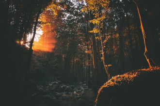 Fototapeta na ścianę zachodzące słońce w lesie FP 3863