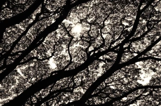 Fototapeta na ścianę zagadkowe gałęzie drzew FP 329