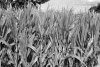 Fototapeta na ścianę zielone pole kukurydzy FP 1951