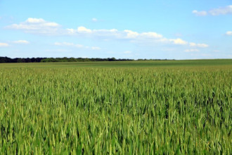 Fototapeta na ścianę zieolne pola zbóż FP 1743