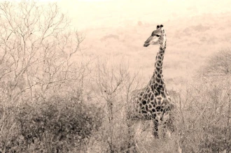 Fototapeta na ścianę zjawiskowa żyrafa w środowisku natrulanym FP 2952