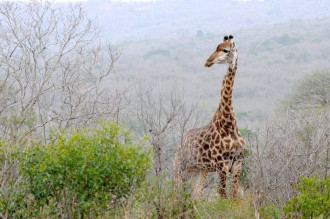 Fototapeta na ścianę zjawiskowa żyrafa w środowisku natrulanym FP 2952