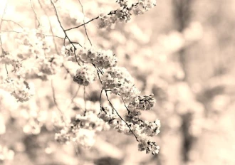 Fototapeta na ścianę zjawiskowe kwitnące drzewo FP 522