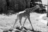Fototapeta na ścianę żyrafa spacerująca po wybiegu FP 3014