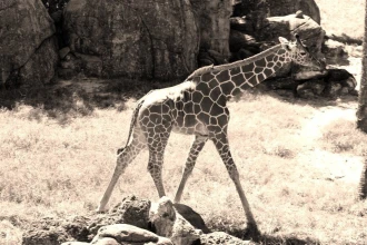 Fototapeta na ścianę żyrafa spacerująca po wybiegu FP 3014