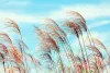 Indywidualna fototapeta flizelinowa laminat mat wzór "FP2081 różowe trawy na tle nieba" w rozmiarze 154x309 cm 