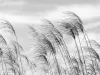 Komplet fototapet flizelinowych wzór różowe trawy na tle nieba FP 2081 : 1) 400x270 cm kolor: czarno-biały 2) fototapeta 165x270 cm kolor: czarno-biały