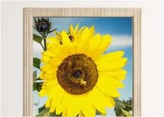 Fototapety na drzwi roślinne