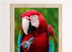 Fototapety na drzwi zwierzęta