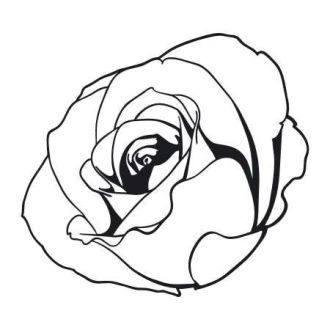 Naklejka kwiat róży 2079