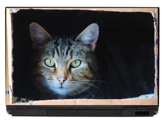 Naklejka na laptopa kot w pudełku P374