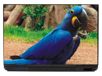 Naklejka na laptopa niebieska papuga P116