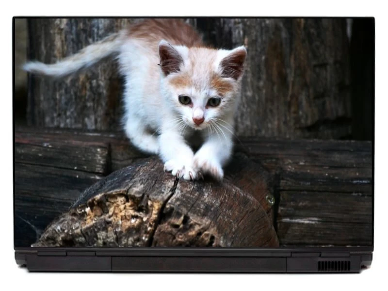 Naklejka na laptopa skradający się kotek P446