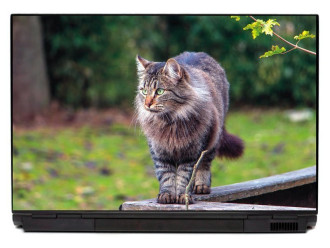 Naklejka na laptopa spacerujący kot P434
