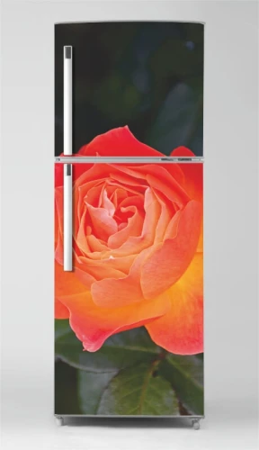 Naklejka na lodówkę róża P1111
