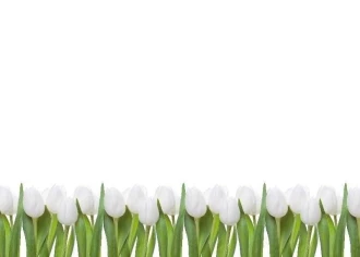 Tablica suchościeralna 01X 068 białe tulipany