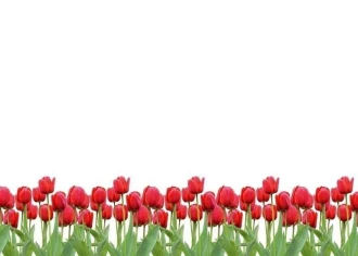 Tablica suchościeralna 01X 073 czerwone tulipany
