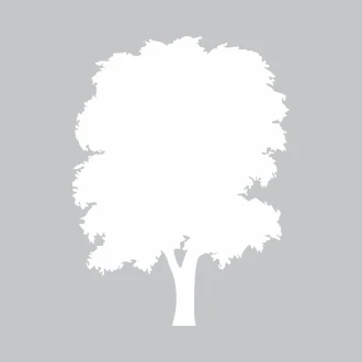 Tablica suchościeralna drzewo 302