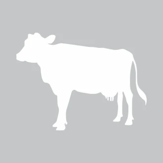 Tablica suchościeralna krowa 354