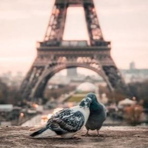Naklejka ścienna Paryż - Wieża Eiffla